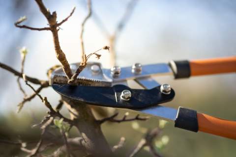 Élagage et abattage d’arbres